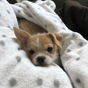 Meet your Posher, Gerald